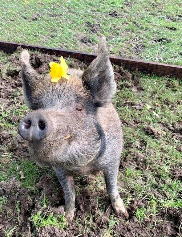 Farm Stay Maple Cottage At Wilindi Estate Tyabb エクステリア 写真